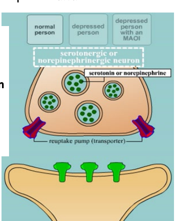 <p>Depression is due to reduced synaptic activity of norepinephrine and serotonin.<br><br>MAO inactivates monoamines.<br><br>Treatment with MAO inhibitors raises level of monoamines at the synapse and improves depression.<br><br>Reserpine reduces monoamines → can cause depression.</p>