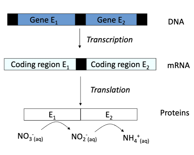 <p>What is a gene?</p>