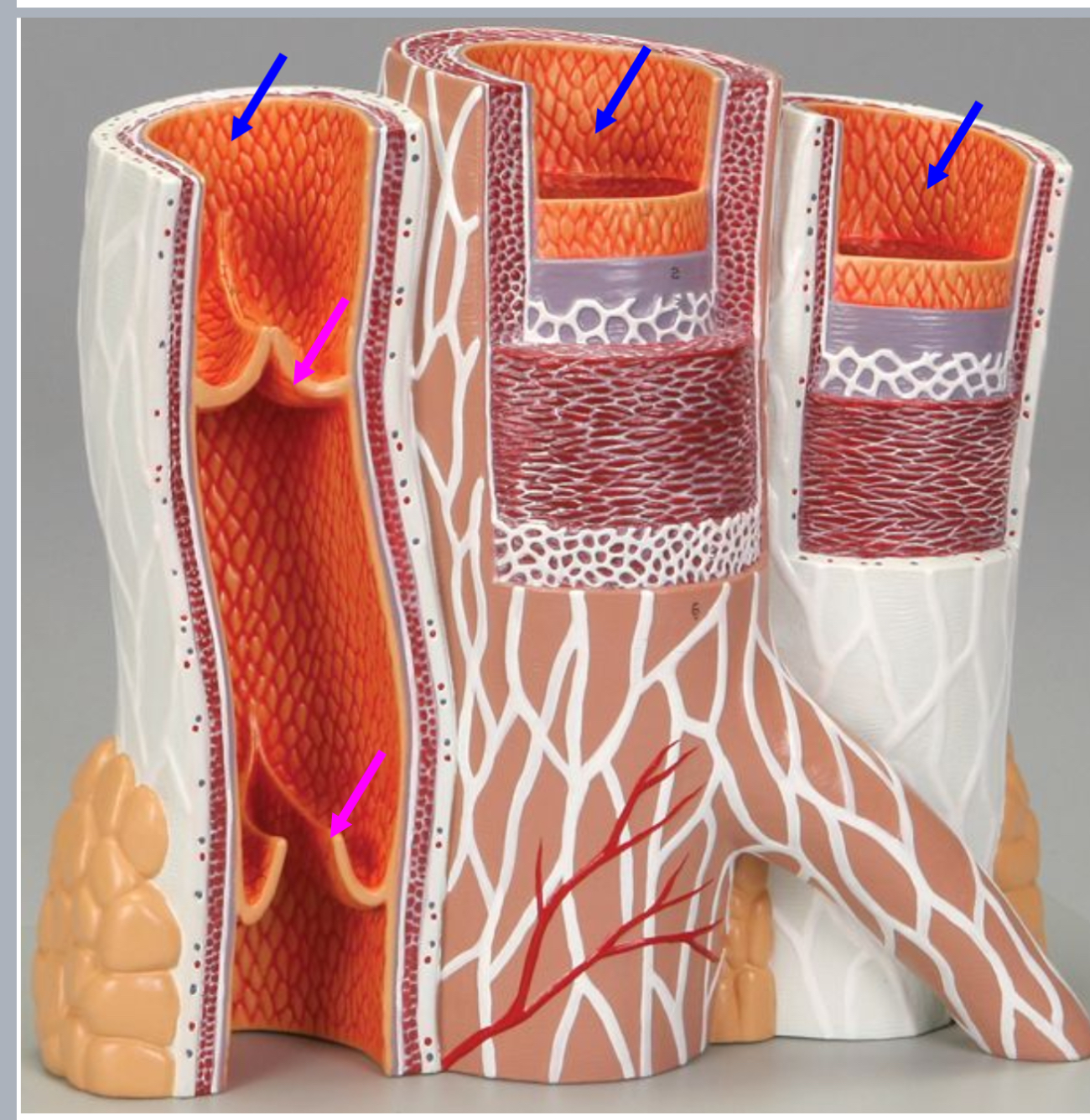 <p>Function of venous valves</p>