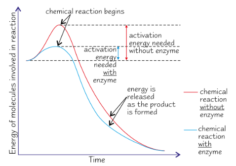 <ul><li><p><strong>Lowering </strong>activation energy</p><ul><li><p>→ reactions occur at <strong>lower temp.</strong></p><ul><li><p>→ <strong>increases RoR</strong></p></li></ul></li></ul></li></ul><p></p>