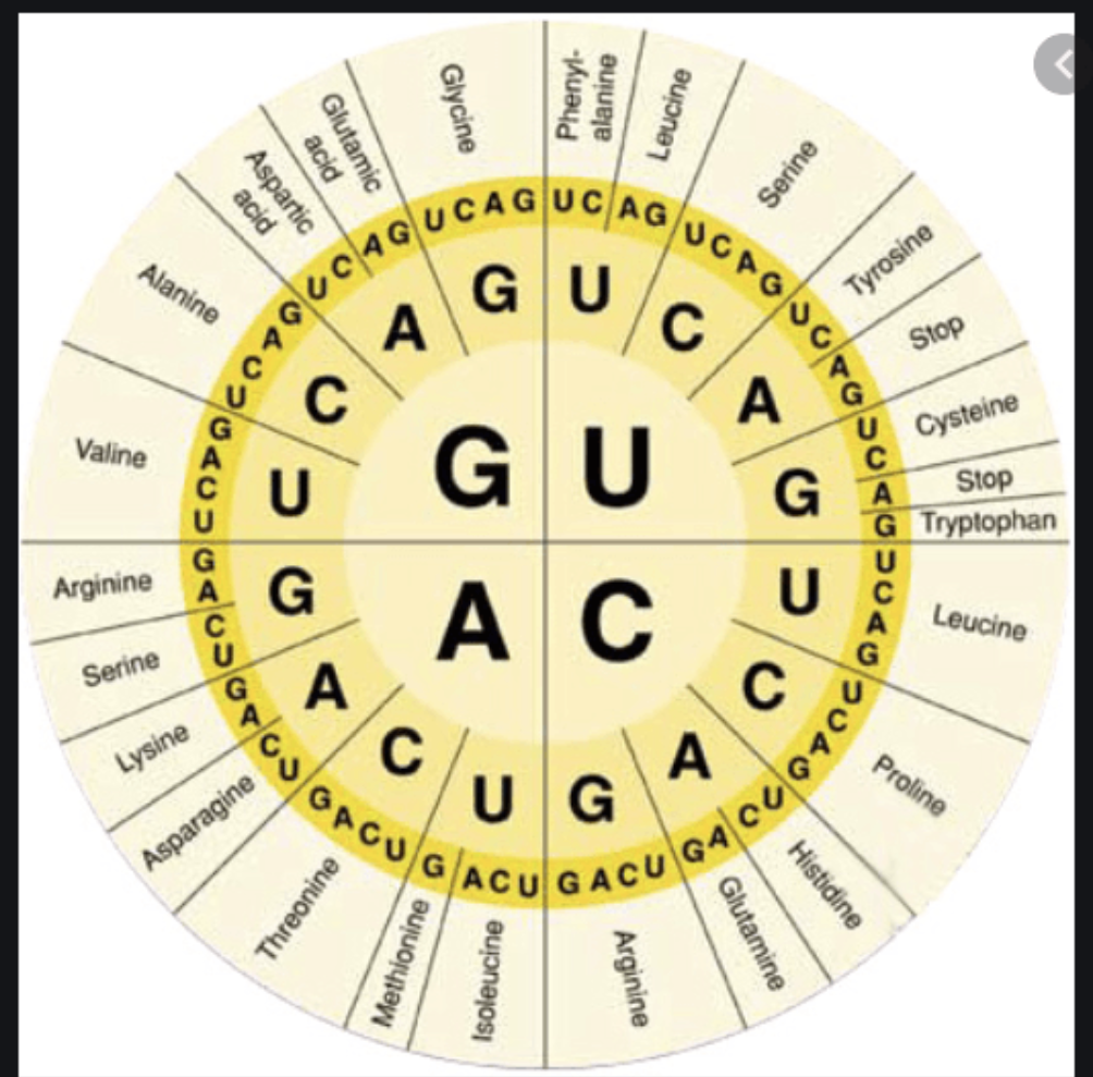 <p><span>Based on the genetic code, what are the stop codons; choose all</span></p><p><span>AUG</span></p><p><span>UAA</span></p><p><span>UAG</span></p><p><span>UGA</span></p><p><span>TCG</span></p>