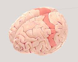 <p>helps plan, control, and execute voluntary movements</p>