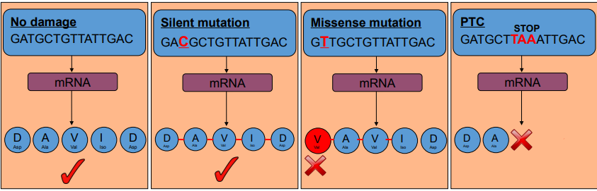 <p>Damage or incorrect repair can lead to point mutations </p><ul><li><p>Silent (different DNA sequence but same amino acid)</p></li><li><p>Missense (different amino acid results) </p></li><li><p>Nonsense (forms premature stop codon - PTC)</p></li></ul><p></p>