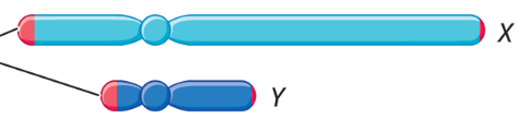 <p>(the red part). The tips of the arms of the X and Y chromosomes share a small region of this. Very few of the genes in the X chromosome have counterparts in the Y chromosome. </p>