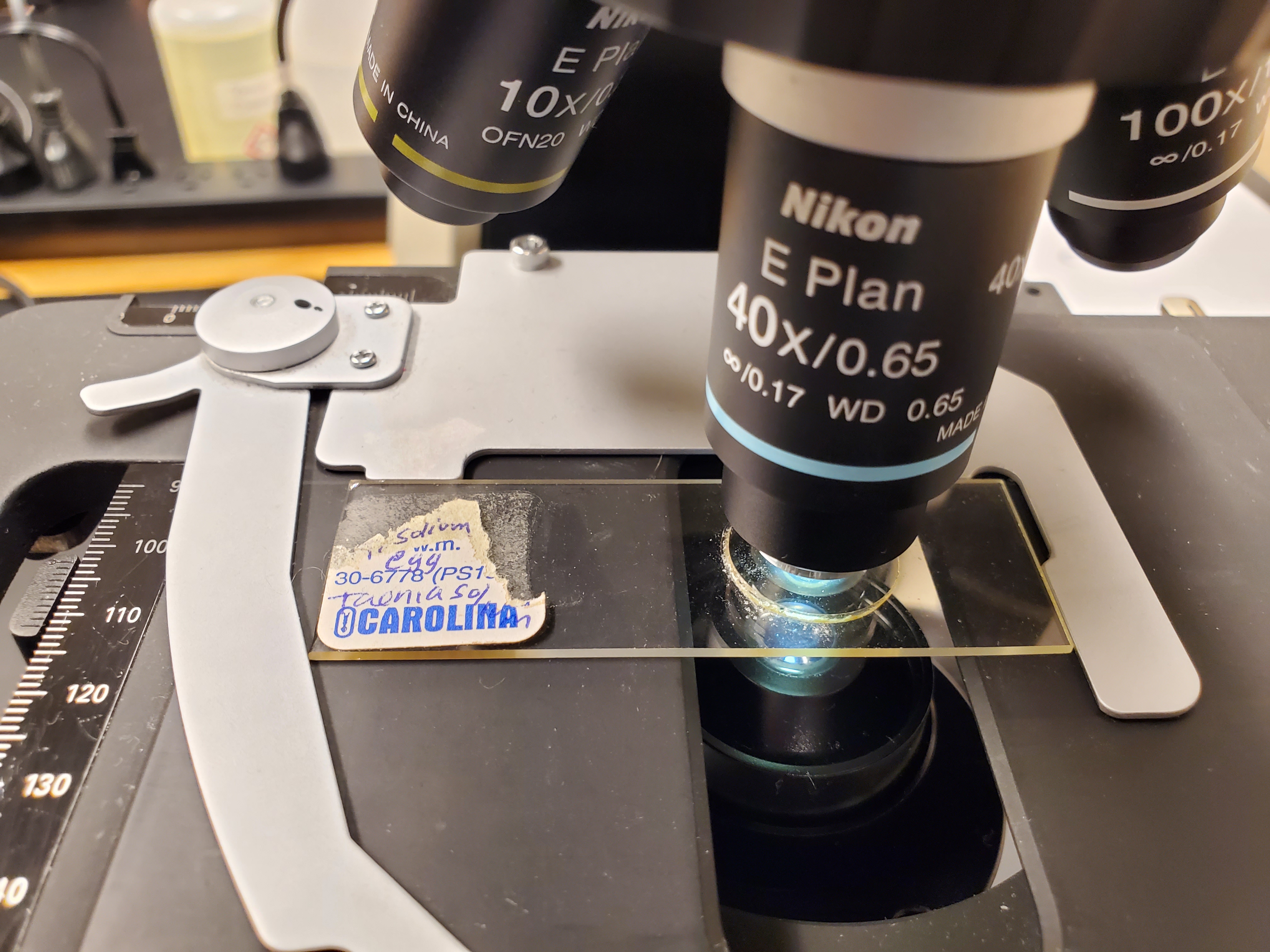 <p>Taenia solium</p><ul><li><p>Stage: Egg</p></li></ul><p></p>
