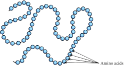 <p>Specific sequence of amino acids for a particular protein. Held by covalent (peptide) bonds</p>