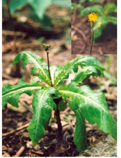 <p>Thổ tam thất </p><p>(Bạch truật nam)</p>