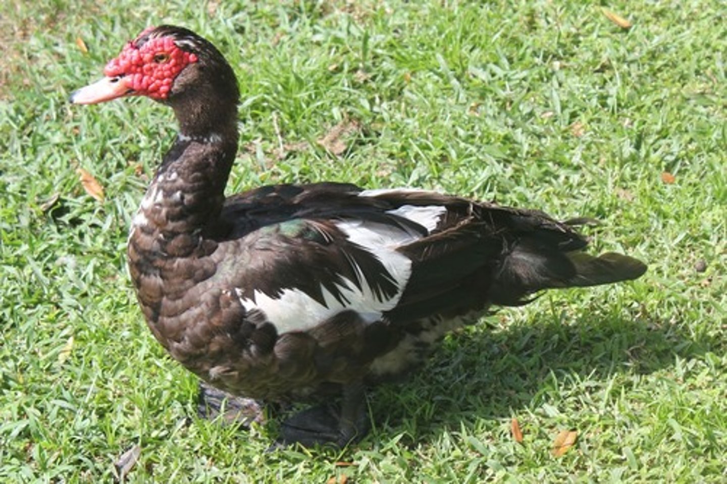 <p>This is a non-migratory bird species that is native to Mexico, some parts of Texas, Central and South America. These birds can spread disease and compete with native waterfowl. They breed quickly and large populations will develop. Their waste can cause excessive nutrients in waterways leading to eutrophication or algal blooms.</p>