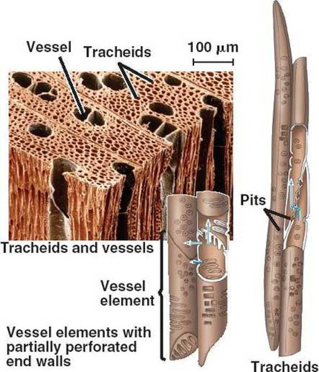 <p>A water-conducting and supportive element of xylem composed of long, thin cells with tapered ends and walls hardened with lignin.</p>