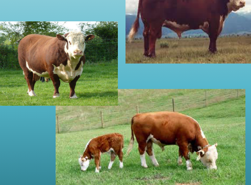 <p>what breed and type is this&nbsp;</p>