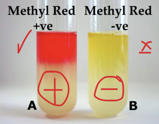 <p>Methyl Red A-H Reaction </p>