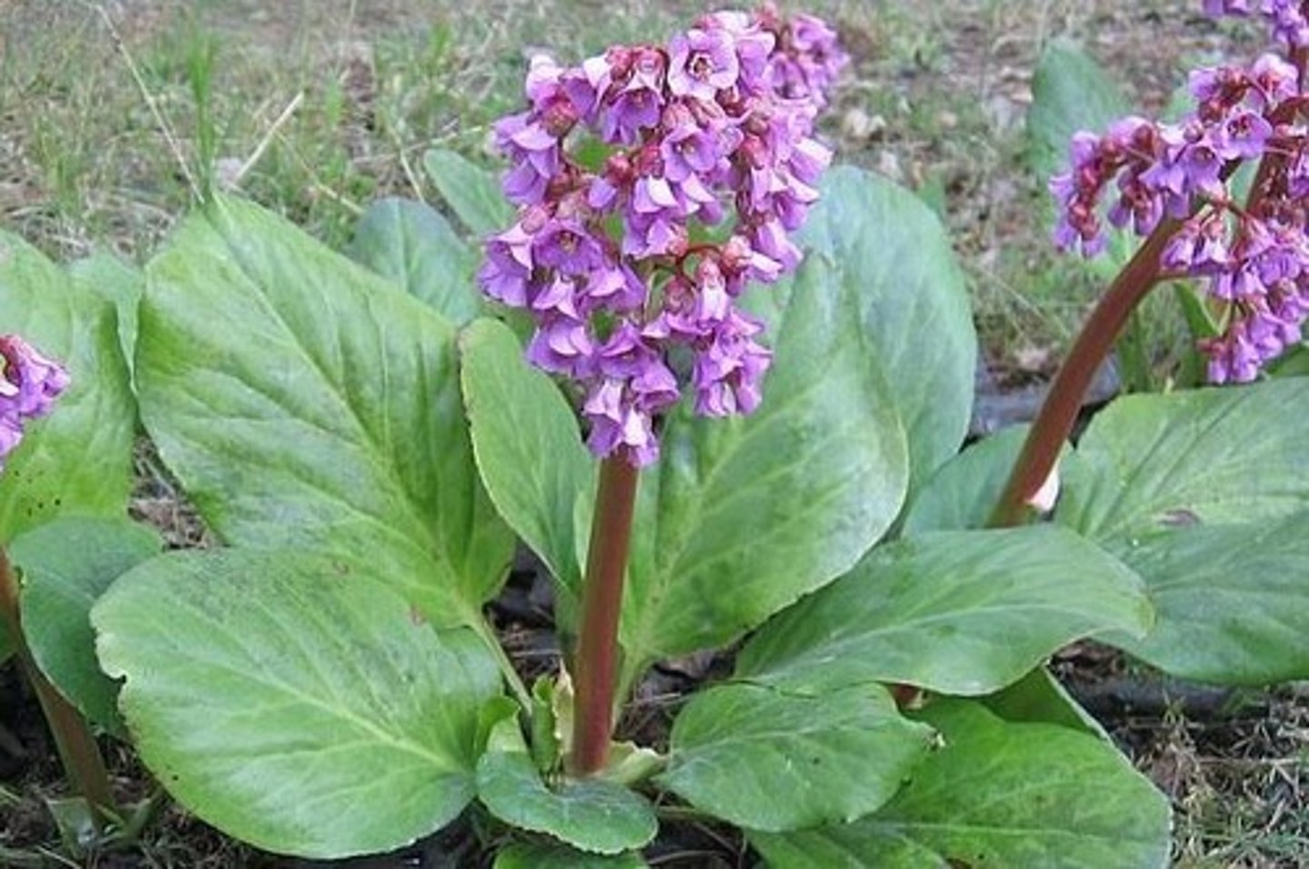 <p>bergenia grubolistna (skalnicowate)</p>