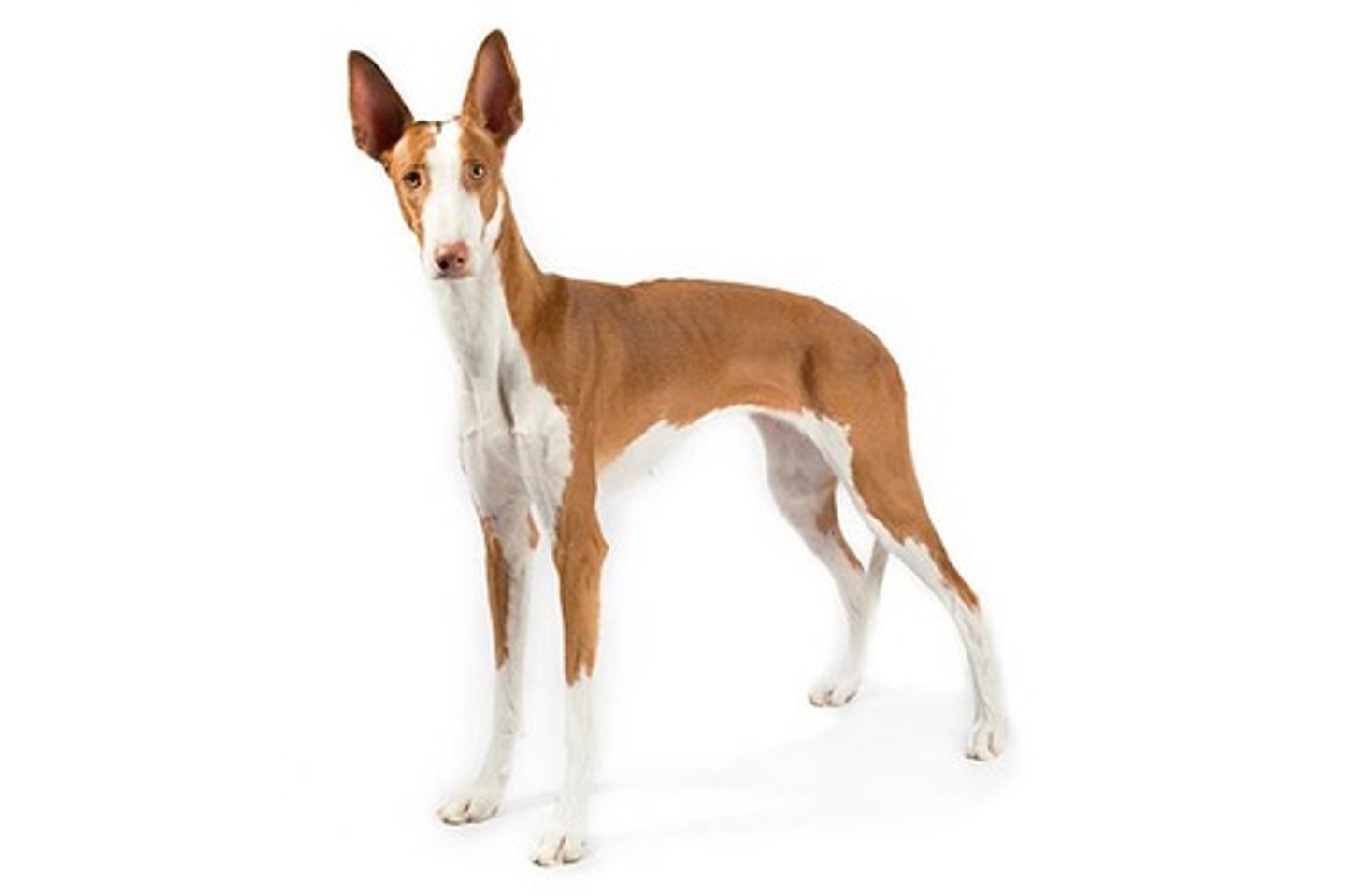 <p>Family-Oriented, Even-Tempered, Polite</p><p>AKC Breed Popularity: Ranks 152 of 194</p><p>Height: 23.5-27.5 inches (male), 22.5-26 inches (female)</p><p>Weight: 50 pounds (male), 45 pounds (female)</p><p>Life Expectancy: 11-14 years</p><p>Group: Hound Group</p>