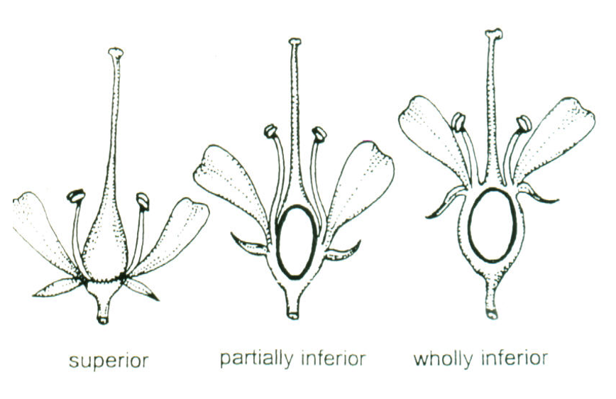 <p>hypanthium, fused, fused</p>