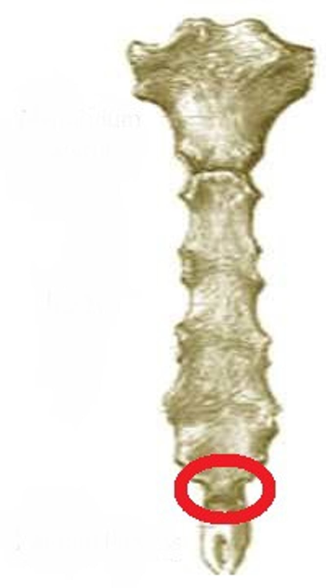 <p>Point where the sternal body and xiphoid process fuse</p>