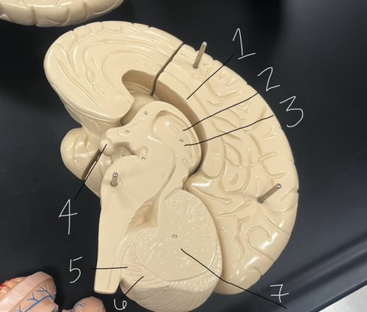 <p>According to the model, what does #6 represent?</p>