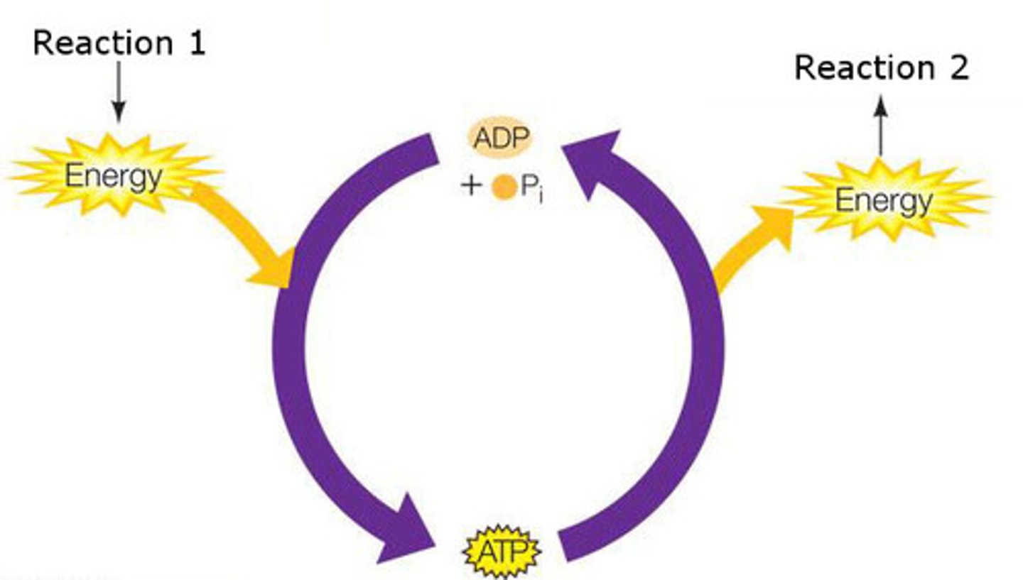 <p>pairs of chemical reactions in which some of the energy released from the breakdown of one compound is used to create a bond in the formation of another compound</p>