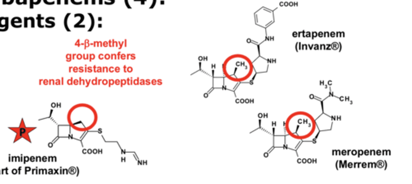<p>4-β-methyl group confers resistance to renal dehydropeptidases</p>