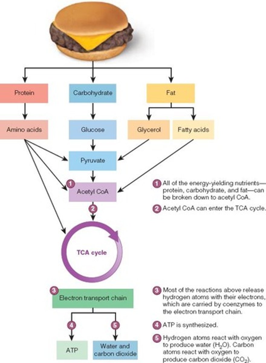 <p>To enter the TCA cycle or be used to synthesize fats.</p>