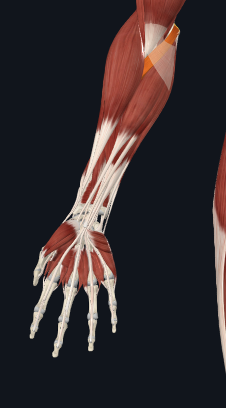 knowt flashcard image