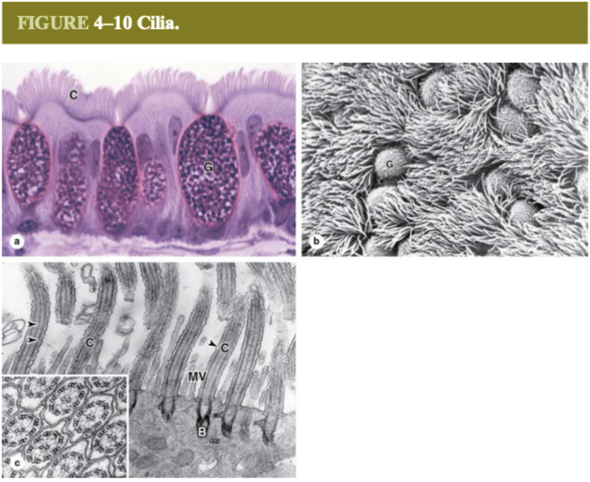 <p>trachea, bronchi, oviducts</p>