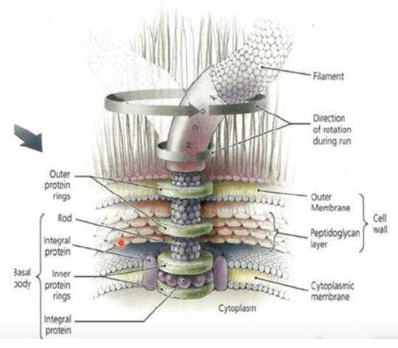 <p>The image shows the cell membrane of what bacteria type?</p>