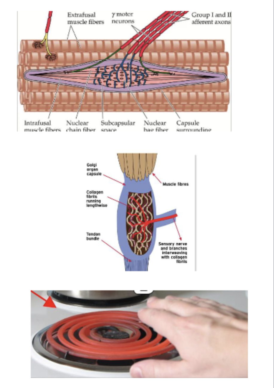 <p><strong><u>***indirectly; voluntary</u></strong></p><p>directly; ***<strong><u>reflexive movements and localized control (control not dependent on higher centers)</u></strong></p><ul><li><p><strong><u>muscle spindles</u></strong>: <strong>monitor muscle length and <em>mediate <u>monosynaptic stretch reflexes</u></em></strong></p><ul><li><p>proprioceptive input</p></li></ul></li><li><p><strong><u>golgi tendon organs</u></strong>: <strong>monitor muscle tension and mediate <em><u>autogenic inhibitory reflexes</u></em></strong></p><ul><li><p>proprioceptive input</p></li></ul></li><li><p><strong><u>nociceptors</u></strong>:<strong><u> transmit information about pain and </u><em><u>mediate withdrawal reflexes</u></em></strong></p></li></ul><p></p>