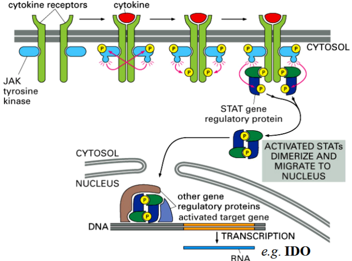 <p>signal transducers and activators of transcription</p><p>DNA-binding proteins</p><p>phosphorylated and activated by JAKs</p><p>part of the cytokine receptor and JAK-STAT pathway</p><p>2 STATs form a dimer → go to nucleus → activate cytokine-responsive genes</p>