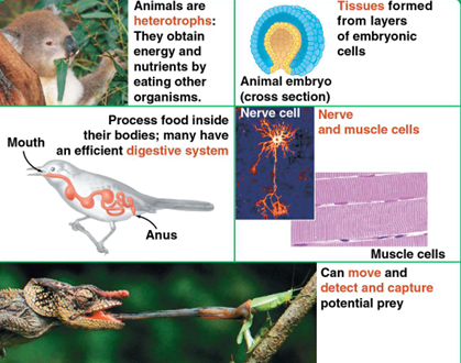 <ul><li><p><strong>Heterotrophy</strong> – animals ingest preformed organic molecules for energy.</p></li><li><p><strong>Motility</strong> – ability to move to find and capture food.</p></li><li><p><strong>Specialized tissues</strong> – <strong>nervous and muscle tissues</strong> enable rapid response and movement.</p></li><li><p><strong>Digestive systems</strong> – complex organs allow <strong>efficient breakdown and absorption of nutrients</strong>.</p></li><li><p><strong>Sensory and behavioral adaptations</strong> – detect, pursue, and exploit various food sources effectively.</p></li></ul><p></p>