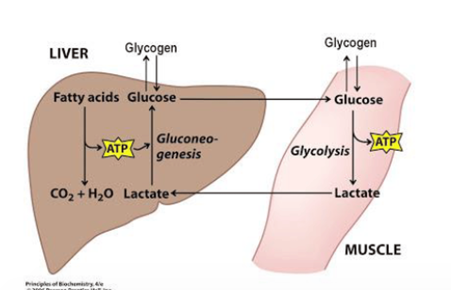<p>forming or producing glucose</p><p>- in this case, glucose is formed from glycogen</p>