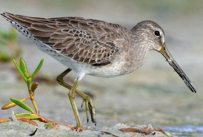 <p>What bird is this?</p>