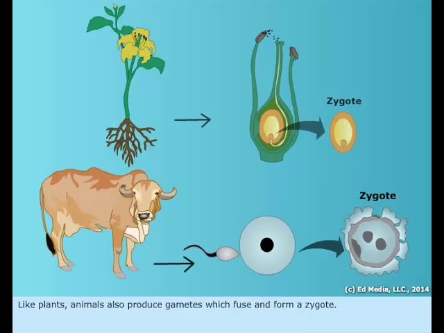 <p><strong>Gametes </strong>are <strong><em><mark data-color="#5f1560" style="background-color: #5f1560; color: inherit">sex cells that are haploid</mark></em></strong>, meaning they only contain half of the normal chromosome count (23 chromosomes as opposed to 46 chromosomes)</p><p><br><strong><mark data-color="#830a7b" style="background-color: #830a7b; color: inherit">Gametes in Humans + Animals:</mark></strong></p><ul><li><p>Sperm = Male Gamete</p></li><li><p>Egg = Female Gamete</p></li><li><p>Each contain 23 Chromosomes</p></li><li><p> When Sperm &amp; Egg fuse together, they form a <strong><mark data-color="#ab1099" style="background-color: #ab1099; color: inherit">zygote</mark></strong>, which is <strong>diploid (46 chromosomes)</strong><br></p></li></ul><p><strong><mark data-color="#0a8215" style="background-color: #0a8215; color: inherit">Gametes in Plants:</mark></strong></p><ul><li><p>Pollen = Male Gamete</p></li><li><p>Ovum = Female Gamete</p></li><li><p>Each contain 23 Chromosomes</p></li><li><p>When Pollen &amp; Ovules fuse together, they form a <strong><mark data-color="#921179" style="background-color: #921179; color: inherit">seed embryo</mark></strong></p></li></ul><p></p>