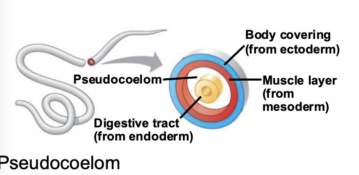 <p>Fluid-filled body cavity PARTIALLY lined by mesoderm surrounding the digestive tract.</p>