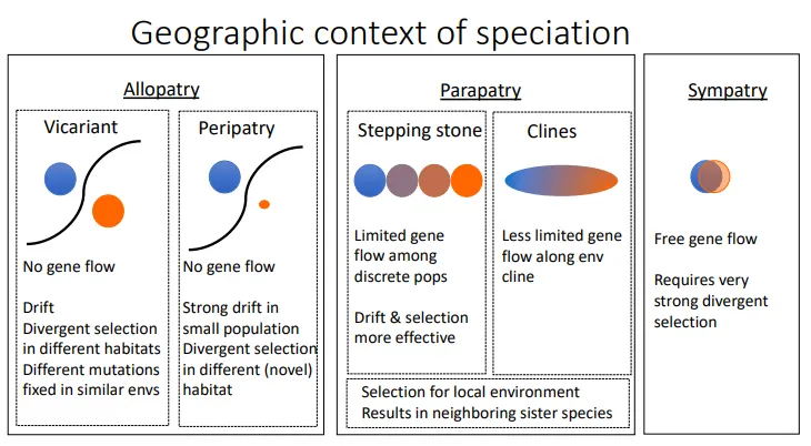 <ul><li><p><strong>allopatry</strong>- speciation when organisms are in two different places (<strong>geographically isolated)</strong> so there is <strong>no gene flow</strong> at all, and the populations experience divergent selection (selection against the median phenotype) in their separate habitats</p><ul><li><p><strong>vicariant</strong>- the populations are of similar sizes, a few methods may affect it</p></li><li><p><strong>peripatry</strong>- one of the populations is much smaller, and so is strongly affected by drift</p></li></ul></li><li><p><strong>parapatry</strong>- gene flow between <strong>adjacent populations </strong>along a <strong>long scale </strong>may occur, resulting in neighbouring <strong>sister species</strong></p><ul><li><p><strong>stepping stone</strong>- more discrete populations with limited instances of gene flow</p></li><li><p><strong>clines</strong>- more gene flow along a spectrum</p></li></ul></li><li><p><strong>sympatry</strong>- free gene flow within a population in same geographical area, relies on very strong divergent selection, against intermediate phenotypes and towards fitness peaks (more common than previously thought)</p></li></ul><p></p>