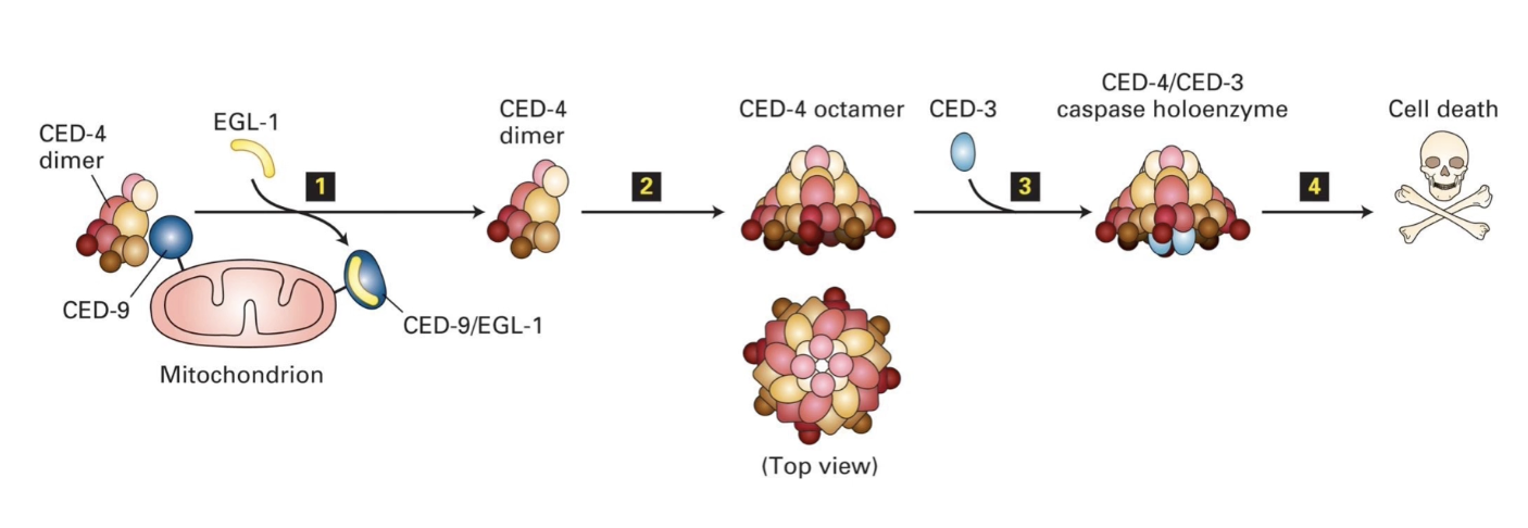 <ul><li><p><strong>CED-9</strong> binds <strong>CED-4 dimers</strong> → keeps them <strong>inactive</strong> (prevents apoptosis)</p></li><li><p><strong>EGL-1</strong> binds <strong>CED-9</strong> → <strong>releases CED-4</strong></p></li><li><p><strong>CED-4</strong> joins <strong>CED-3</strong> → forms <strong>caspase holoenzyme</strong></p></li><li><p><strong>Caspase activation</strong> → degrades <strong>cytosolic &amp; nuclear proteins</strong></p></li><li><p>Good <strong>model for mammalian apoptosome</strong> formation</p></li></ul><p></p>