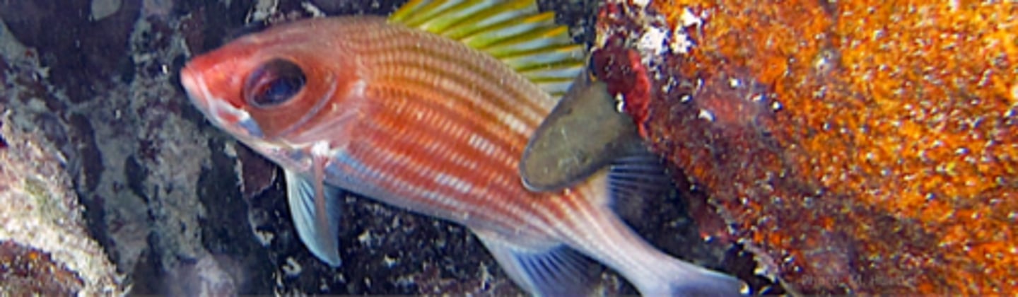 <p>Squirrelfish</p>