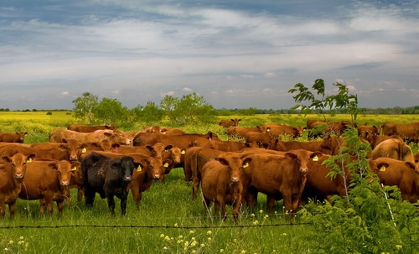 <p>cattle</p>