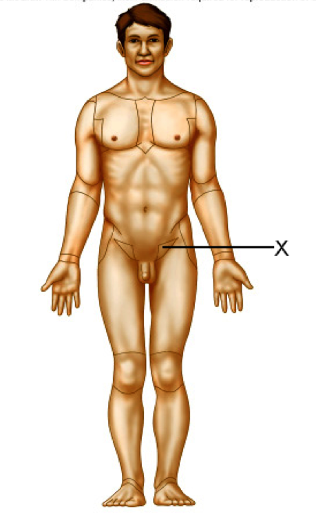 <p>Identify the body part</p>