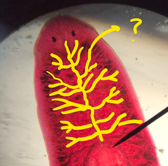 <p>part of Planaria; subdivisions of main intestinal branches</p>