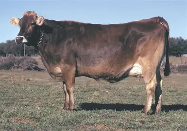 <ul><li><p>Origin: Switzerland</p></li><li><p>Color: light to dark brown</p></li><li><p>Size: large</p></li><li><p>Milk volume produced: 2nd amongst dairy breeds&nbsp;(greater than 22,000 lbs per lactation)</p></li><li><p>Milk fat: 3rd among dairy breeds (greater than 4.1%)</p></li></ul><p></p>