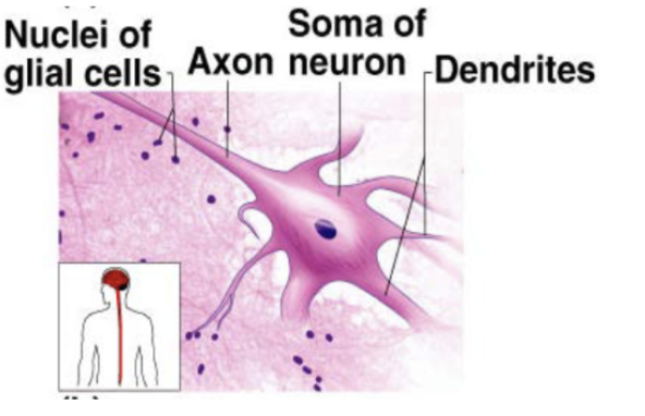 <p>brain, spinal cord, nerves</p>