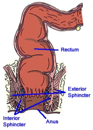 <p>RECTUM - the final part of the alimentary canal where waste is stored before being eliminated </p><p>ANAL CANAL - the terminal part of the large intestine</p><p>ANUS -  the excretory opening at the end of the alimentary canal </p><p></p>