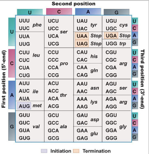 <p>Out of 64 possible codons, 61 code for an amino acid. The other 3 are stop codons. What are the 3 stop codons?</p>