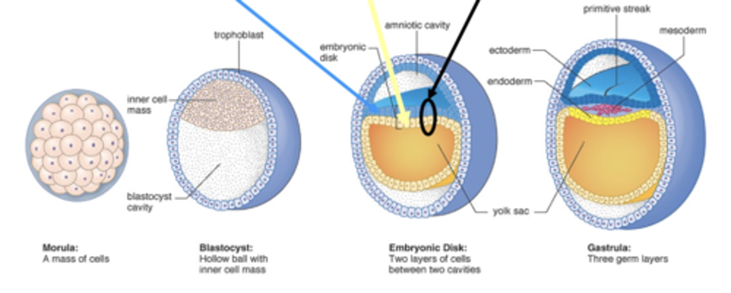 <p>Inner cell mass divided into two sheets.</p>
