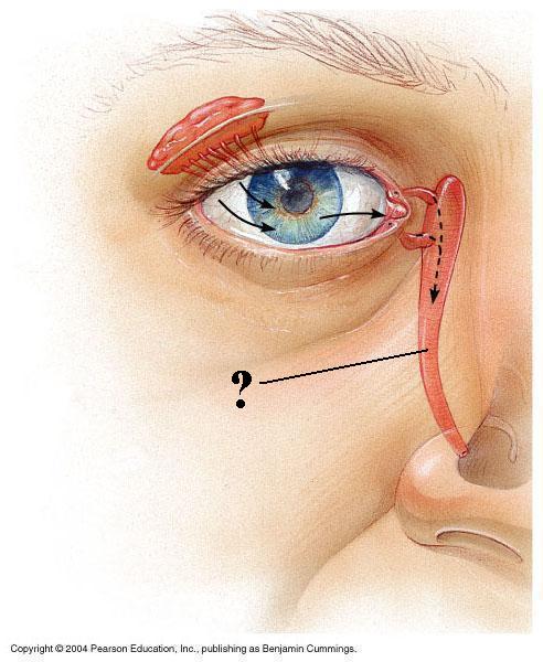 <p><span><span>Identify the indicated structure</span></span></p>