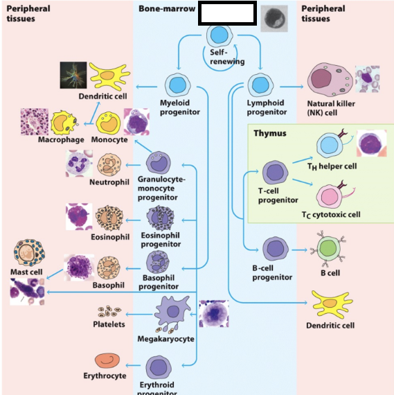 <p>multipotent, give rise to all blood cells. when they differentiate, they form 2 lineages: myeloid progenitor cells (MPCs) &amp; lymphoid progenitor cells (LPCs)</p>