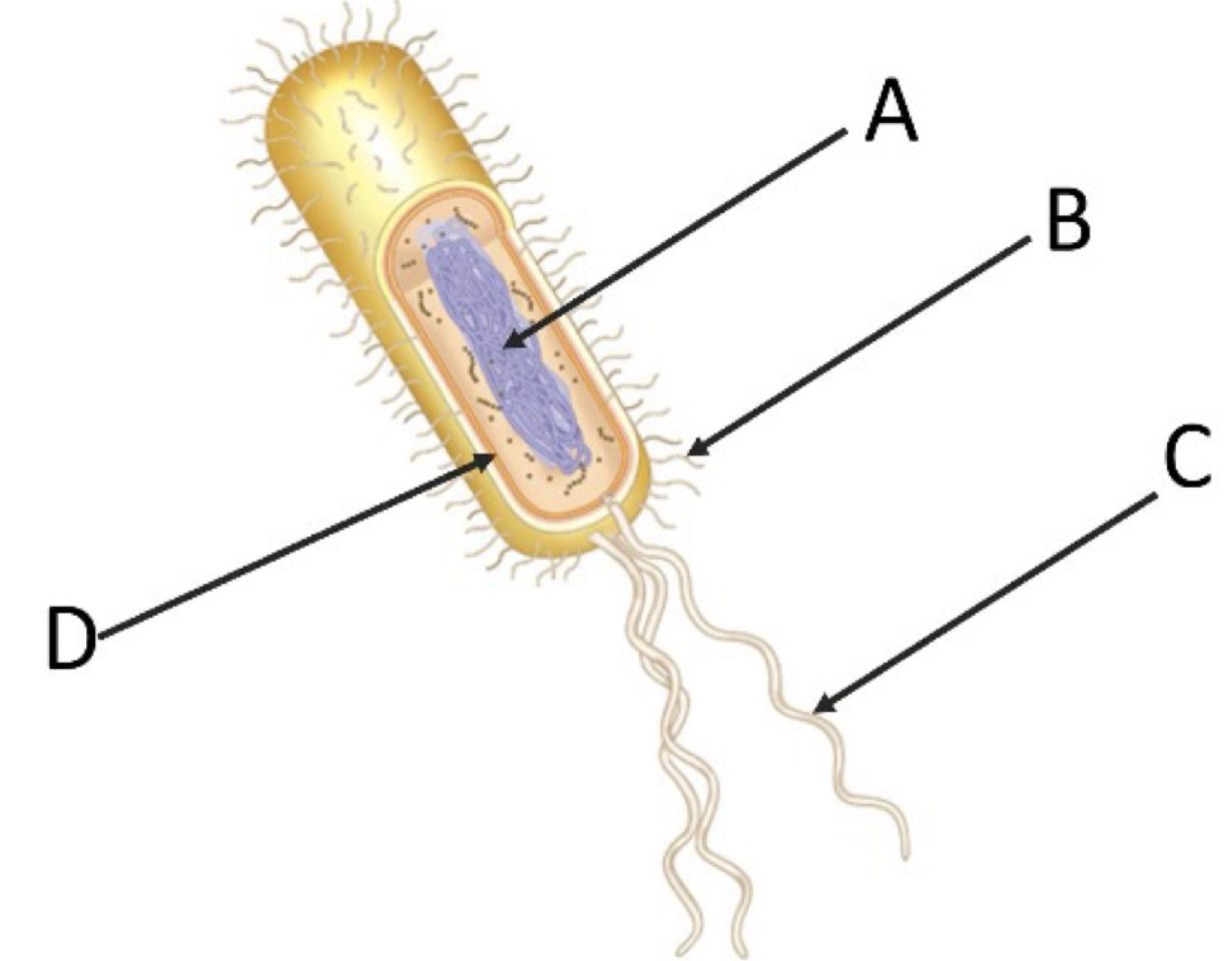 <p>Which of the following represents the nucleoid?</p><p>A.</p><p>B.</p><p>C.</p><p>D.</p>
