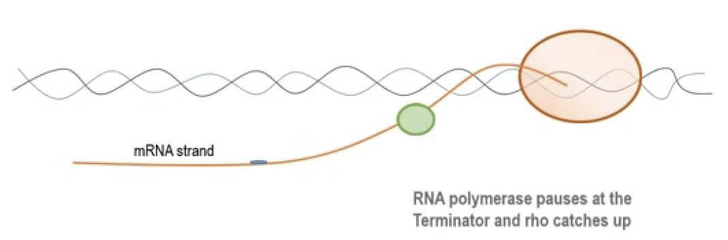 <ul><li><p>occurs in prokaryotes</p></li><li><p><span>a sequence in the DNA molecule is recognized by a termination protein (the rho factor)</span></p><ul><li><p style="text-align: left;"><span>Rho is an ATP-dependent RNA stimulated helicase that disrupts the nascent RNA-DNA complex and causes RNApolymerase to dissociate from the template DNA.</span></p></li></ul></li></ul><p></p>