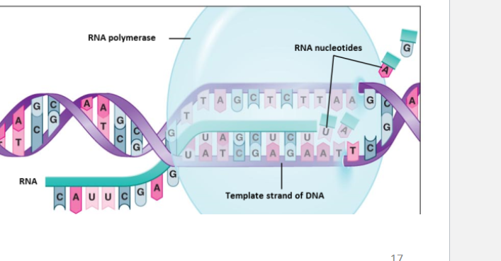 <p><strong>DNA</strong> is the<mark data-color="#cfcff6" style="background-color: #cfcff6; color: inherit"> template for mRNA </mark></p><p>During <strong>elongation of mRNA, </strong>one strand of DNA acts as the<strong> template strand for RNA </strong>synthesis</p><p><span style="color: purple">RNA Polymerase </span>creates a mRNA strand that is<strong> complementary to the DNA template strand</strong></p>