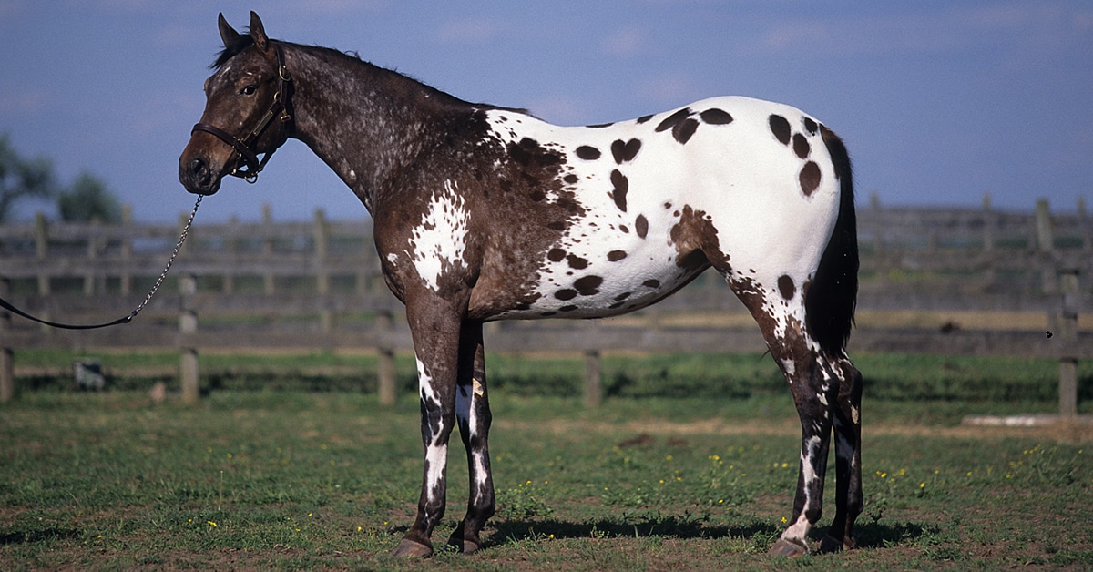 <p>Blankets and leopard spots</p><p>White sclera of eye</p><p>Striped hooves</p><p>Mottled skin on muzzle and genitalia</p>